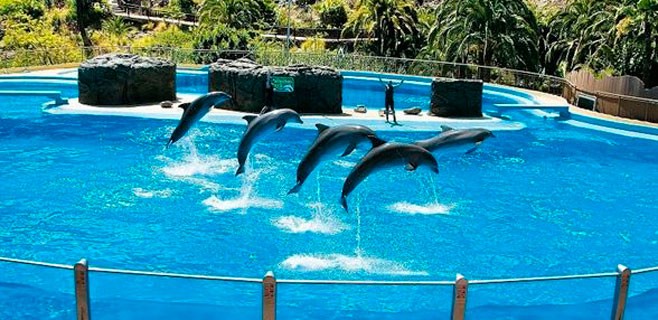 delfines-palmitos-park