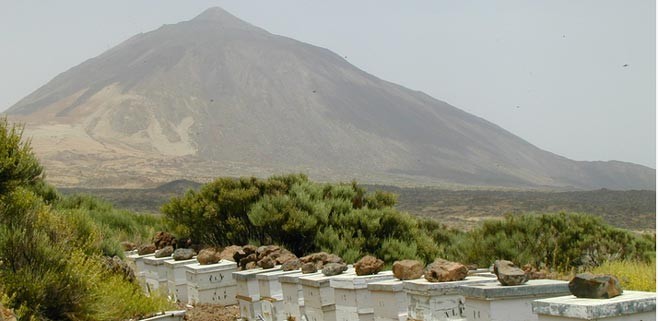 miel-teide