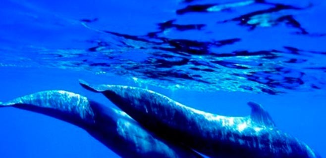 cetaceos-calderones-aguas-Tenerife