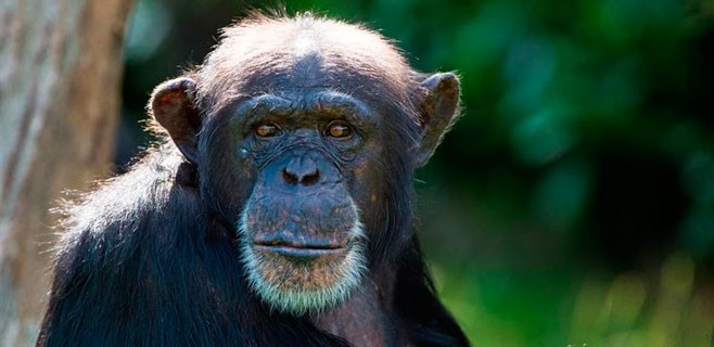 mono-chimpance