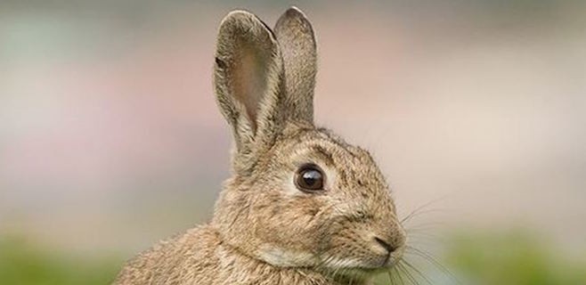 conejo