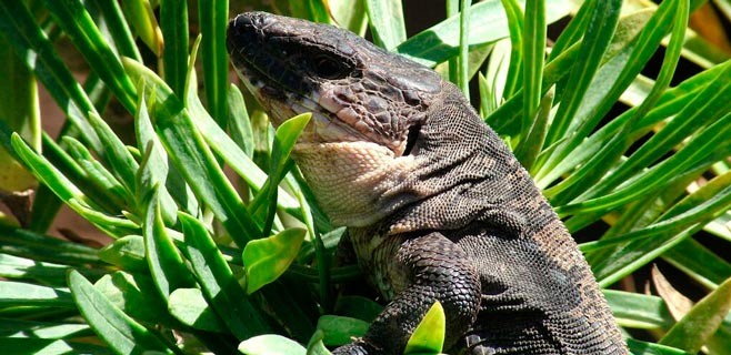 lagarto-gomera