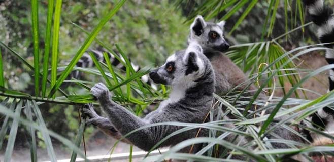 lemur