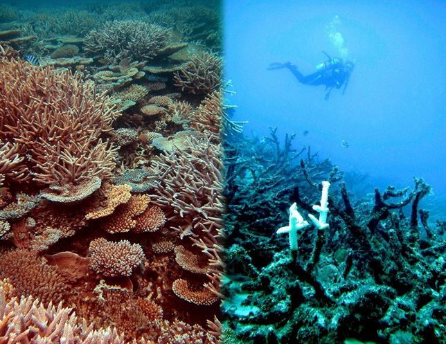 arrecife coral