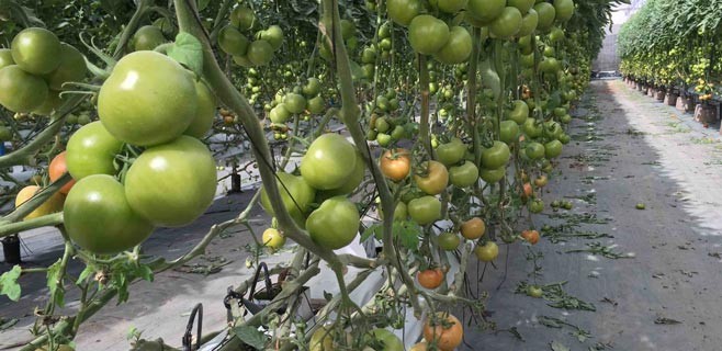 Cultivo-tomates.