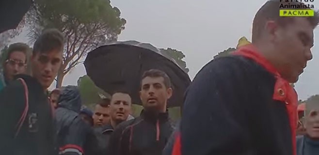 pacma-toro-vega