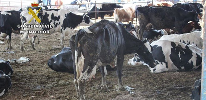 vacas-sector-primario-ganaderia