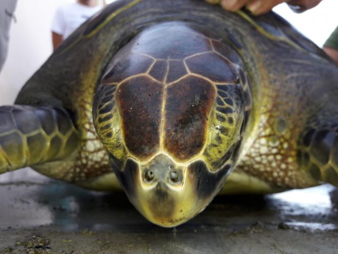 El Cabildo libera una tortuga verde de la charca del barrio costero de El Remo