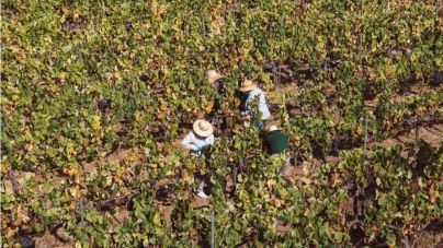 Finaliza la vendimia en la DOP Islas Canarias Canary Wine