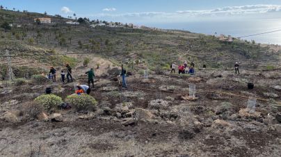 La Gomera elabora un programa de actividades con motivo del Día insular del Árbol