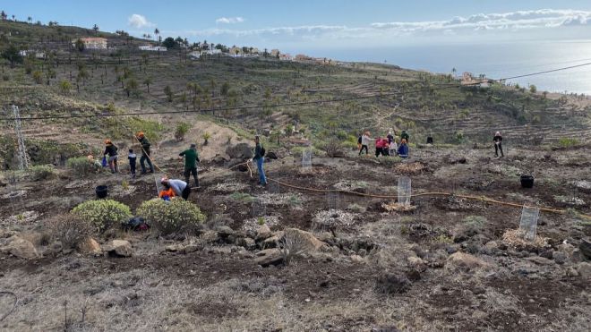 La Gomera elabora un programa de actividades con motivo del Día insular del Árbol