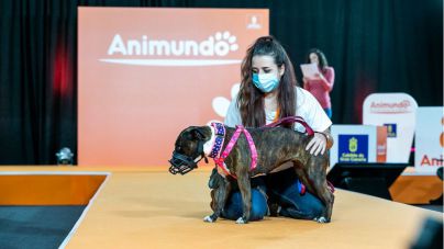 Animundo consigue encontrar familia a 27 perros del Albergue Insular de Animales