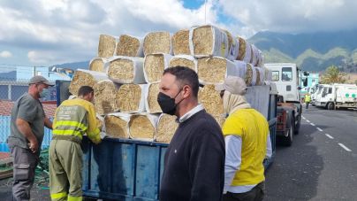 Los ganaderos desplazados por el volcán han recibido unos 100.000 kilos de alimento donado para el ganado