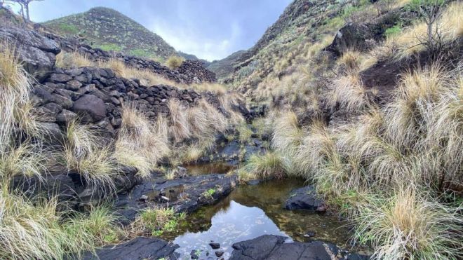 Sí Podemos Canarias pide realizar la erradicación de rabo de gato en el Parque Rural de Anaga