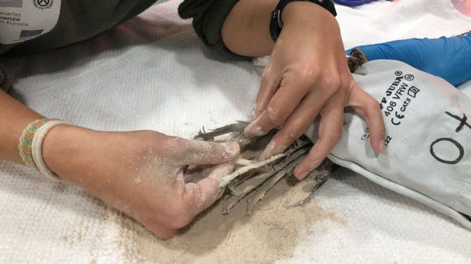 El Centro de La Tahonilla recuperó en 2021 a 26 aves ingresadas por pegamento