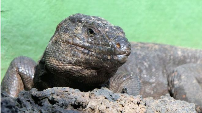El Centro de Recuperación del Lagarto Gigante de El Hierro adquiere la condición de 'parque zoológico'