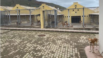 El Albergue Insular de Animales duplica el número de operaciones de esterilización y sigue avanzando hacia el objetivo del abandono cero