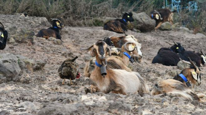 El Cabildo destina 30.000 euros a la preservación de la vaca basta y la cabra tinerfeña