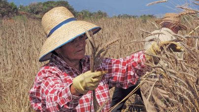 Fademur y Ayuntamiento de Los Realejos organizan una jornada presencial sobre mujeres rurales