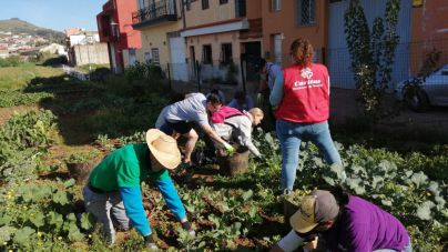 El huerto ocupacional “Semillas de Algazara” distribuye semanalmente más de 350 kilos de frutas y verduras