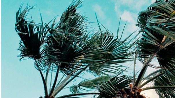 El Gobierno de Canarias declara la situación de alerta por viento en Canarias