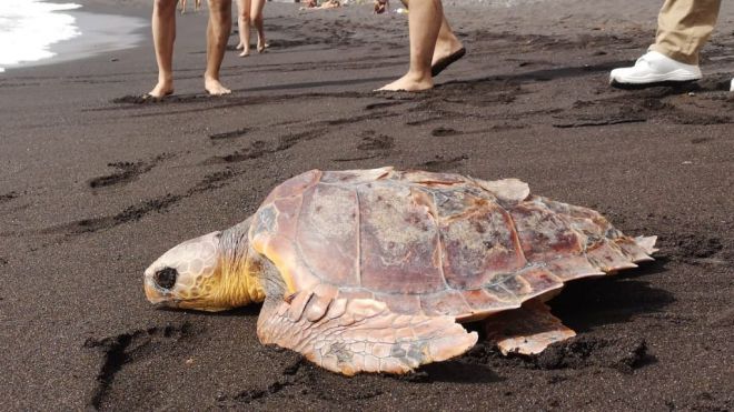 Durante 2022 el Centro de Recuperación de Fauna de La Tahonilla ingresó 107 tortugas