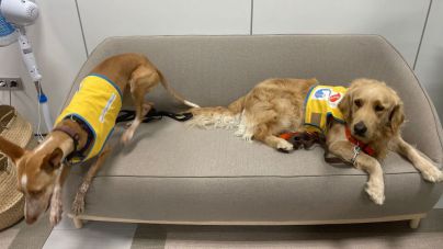 Justicia incorpora tres perros de apoyo a menores