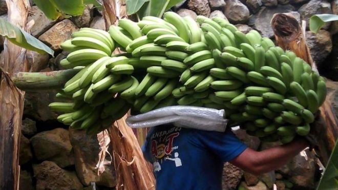 La Plataforma platanera pide al Gobierno y al Parlamento no ceder ante ASPROCAN