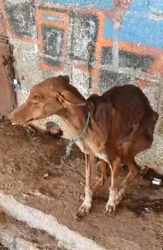 Detenido e imputado por un posible delito de maltrato animal continuado en Santa Cruz