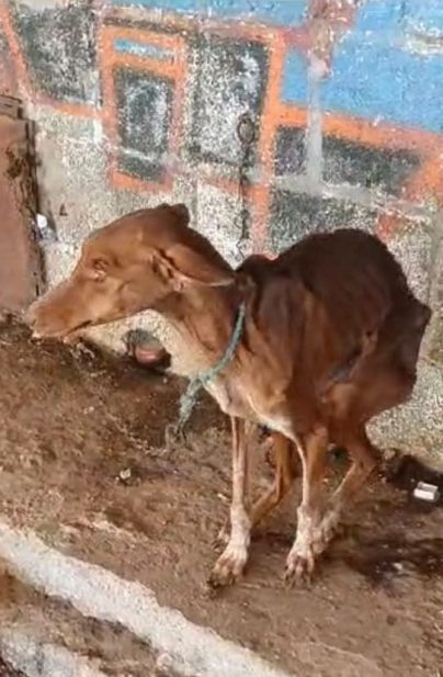 Detenido e imputado por un posible delito de maltrato animal continuado en Santa Cruz