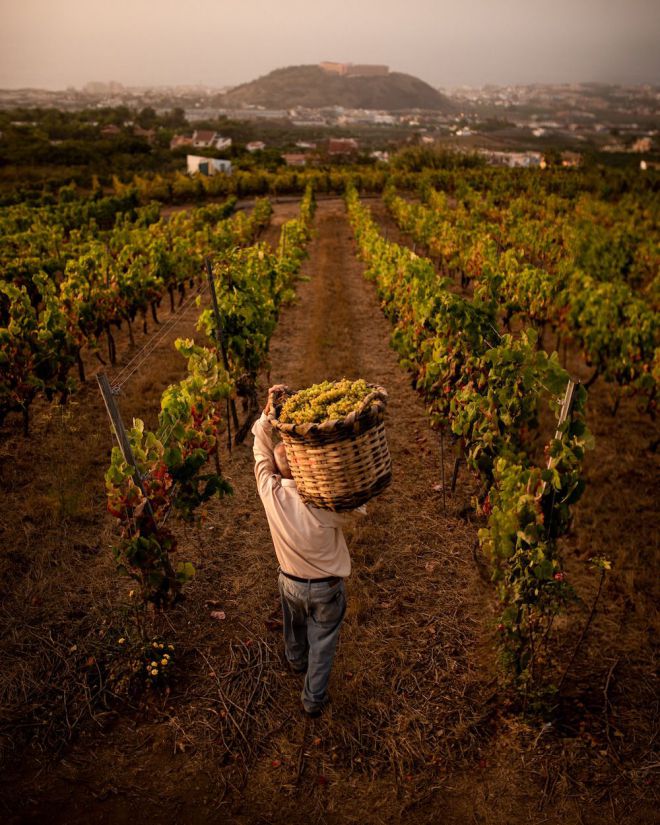 49 bodegas y 819 viticultores impulsan el vino canario