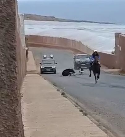 Indignación tras muerte de un caballo en la carrera de Santa María de Guía