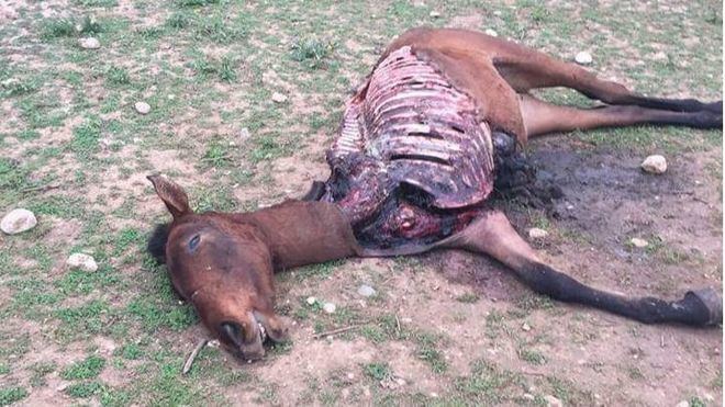 El animal apareció así en la finca