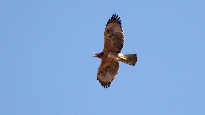 Águila perdicera nacida en Mallorca
