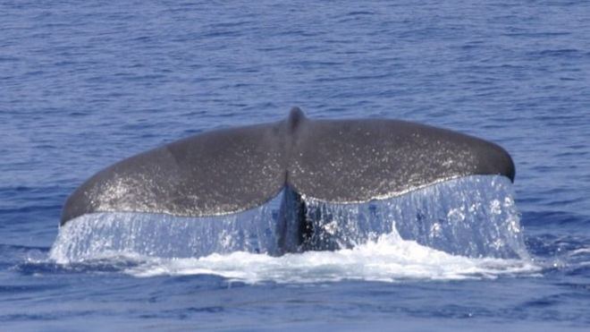 El Mediterráneo occidental alberga unos 400 de estos cetáceos