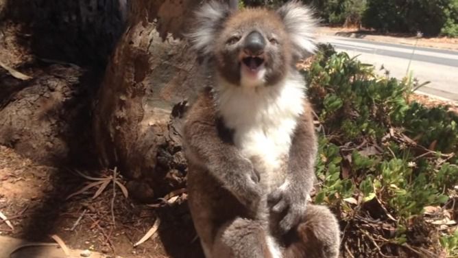 El lloro de un koala se vuelve viral