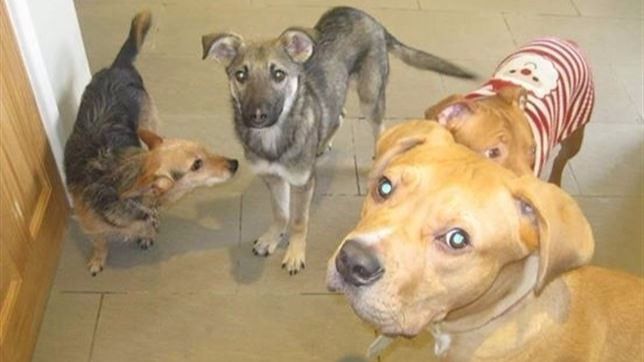 La nueva vida del perro aterrorizado que conmovió a todos en las redes