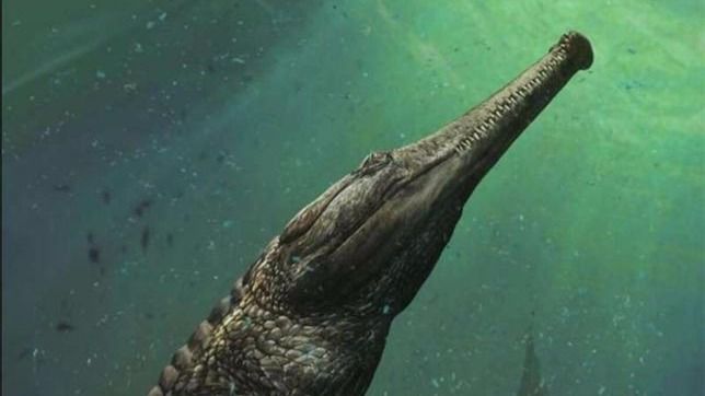 Descubiertos en Tunez fósiles de un cocodrilo marino de 11 metros