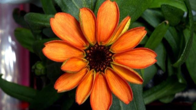 Nace la primera flor cultivada en el espacio