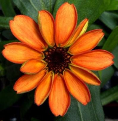 Echenique reconoce haber tenido a una asistenta en su casa sin contrato