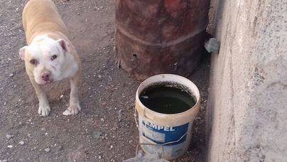 El Ayuntamiento decomisa un perro de raza pitbull por encontrarse en mal estado