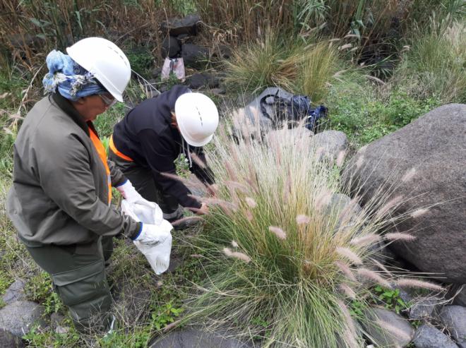 El Cabildo activa un plan para el control y erradicación de flora exótica invasora en la isla