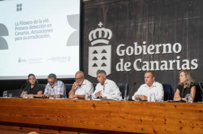 Control de filoxera en Tenerife avanza con 391 prospecciones