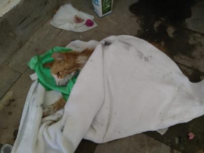 Matanza de felinos en La Marina de Mogán