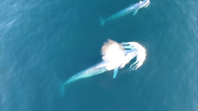 El calentamiento de los mares podría reducir un 17 por ciento la biomasa marina