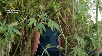 La Guardia Civil intercepta más de una tonelada de marihuana en Valdemoro