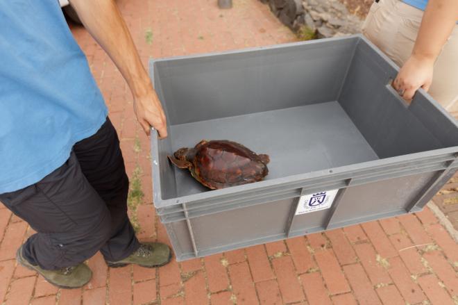 El Cabildo facilita a las cofradías de pesca recipientes para tortugas que necesiten atención veterinaria
