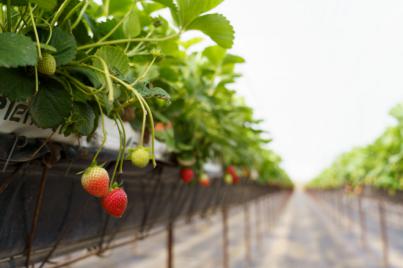 El Cabildo abre el plazo para participar en los Premios Agrojoven 2022