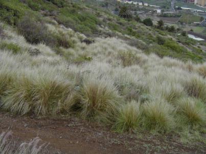 El Cabildo ha extraído más de 100 toneladas de plantas exóticas de los espacios naturales