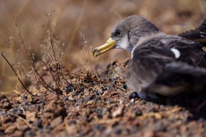 El Cabildo inicia la campaña de protección de pollos de pardela 2022